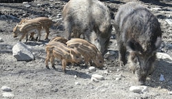 Kaum zu glauben, aber in Kärntens Wäldern wimmelt es nur so von Wildschweinen. Für die Jäger sind sie eine Plage und auf den Ackerflächen richten sie enorme Schäden an. (Bild: Rojsek-Wiedergut Uta)