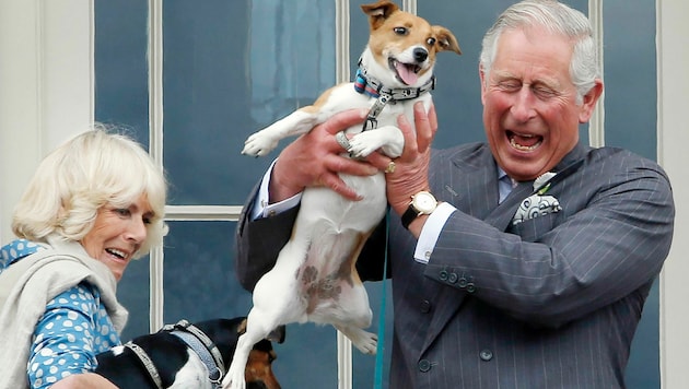 Der König und die Queen Consort mit ihren Hunden „Beth“ (links) und „Bluebell“ (rechts) (Bild: Danny Lawson / PA / picturedesk.com)