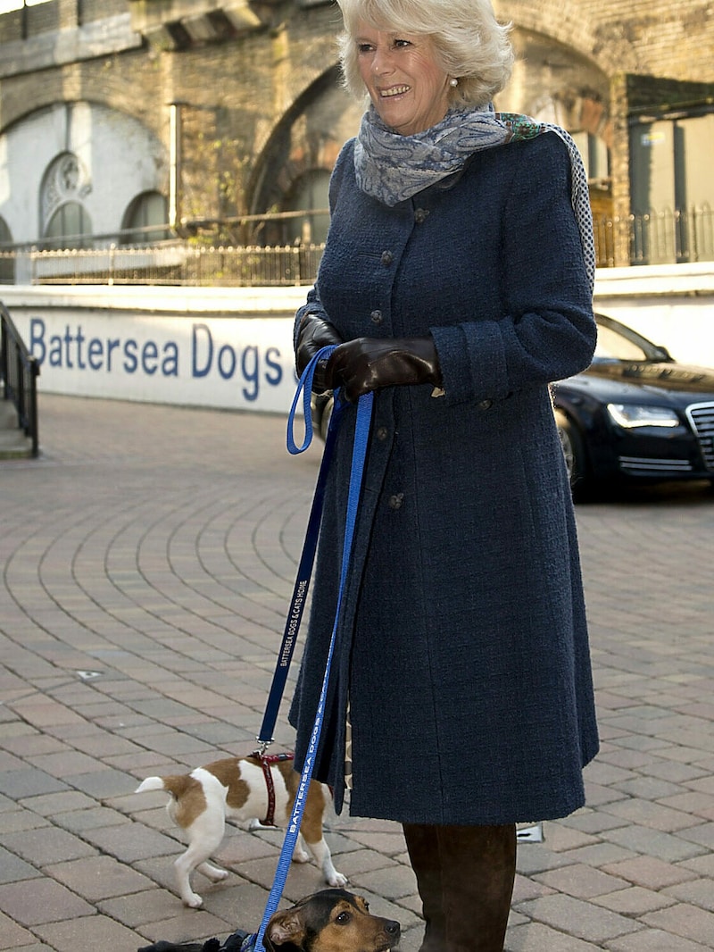 Die Queen Consort holte ihre Hunde aus dem Tierheim. (Bild: APA/AFP PHOTO/ADRIAN DENNIS)