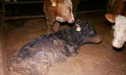In den vergangenen zwei Monaten sind immer wieder schreckliche Bilder aus dem Betrieb in ...