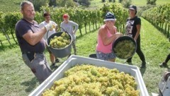 Trockenes Wetter ist ein Muss: Daher wurde diese Woche im südsteirischen Weinland ordentlich geschuftet – etwa in Ratsch an der Weinstraße. (Bild: Pail Sepp)