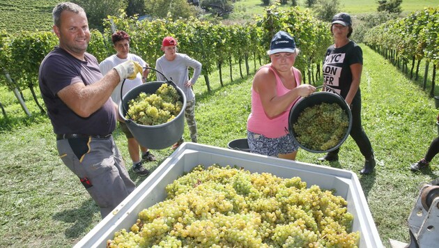 Trockenes Wetter ist ein Muss: Daher wurde diese Woche im südsteirischen Weinland ordentlich geschuftet – etwa in Ratsch an der Weinstraße. (Bild: Pail Sepp)