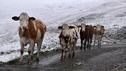 Die Kühe auf der Sidanalm im Zillertal fanden sich am Samstag im Schnee wieder. (Bild: zoom.tirol)