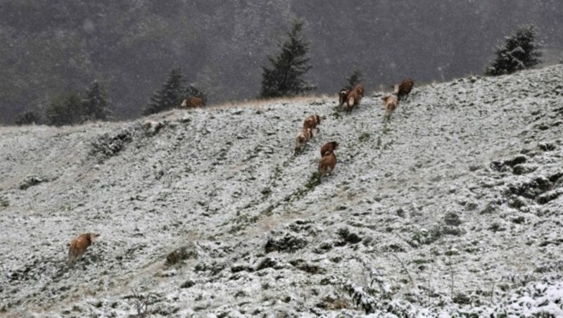 Mit ihren 1871 Metern Seehöhe konnte die Sidanalm in Tirol dem Schnee nicht entgehen. (Bild: zoom.tirol)