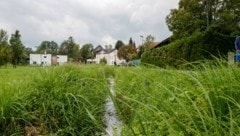 Fische aus dem Fischerwirtsbach wurden untersucht (Bild: Tschepp Markus)