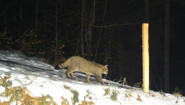 Wildkatzen galten bisher in Vorarlberg als verschollene Art. (Bild: Büro für Wildökologie und Forstwirtschaft)