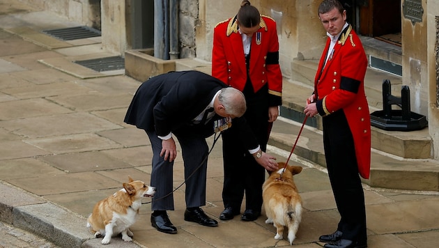 Prinz Andrew wartet mit Corgis der Queen auf Schloss Windsor auf die Ankunft ihres Sarges. (Bild: PETER NICHOLLS / REUTERS / picturedesk.com)
