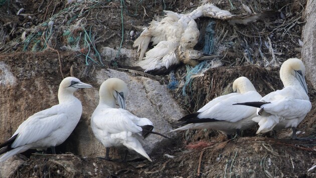 Die in letzter Zeit vermehrt auftretende Vogelgrippe hat geschützten Seevogelarten wie dem Basstölpel besonders zugesetzt, Im Mai wurden täglich Hunderte von Todesfällen verzeichnet. (Bild: AFP)