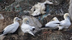 Die in letzter Zeit vermehrt auftretende Vogelgrippe hat geschützten Seevogelarten wie dem Basstölpel besonders zugesetzt, Im Mai wurden täglich Hunderte von Todesfällen verzeichnet. (Bild: AFP)
