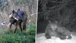 Bären wurden im vergangenen Jahr in Kärnten deutlich seltener gesichtet als Wölfe (Bild: Hannes Wallner)