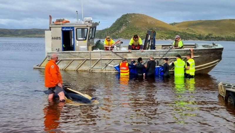 Ein Großteil der 230 in Australien gestrandeten Grindwale ist verendet.
 (Bild: Department of Natural Resources and Environment Tasmania)