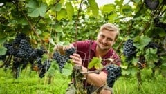 Leo Gmeiner in Perg ist einer von 47 Winzern in Oberösterreich. (Bild: Wenzel Markus)