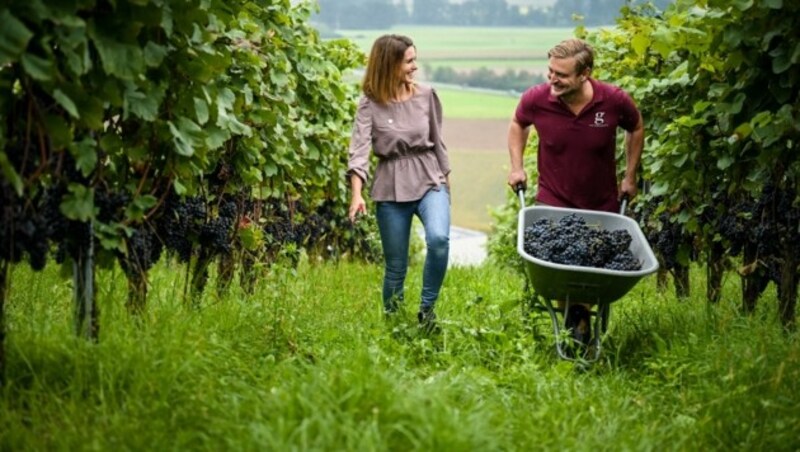 „Die Menge der Trauben stimmt!“, sagen Verena und Leo Gmeiner. (Bild: Wenzel Markus)