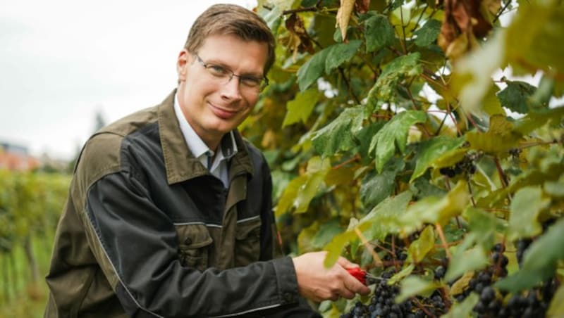 „Wir nutzen jeden schönen Tag!“, sagt Karl Velechovsky, Winzer in Leonding, der auch eine Buschenschank betreibt. (Bild: Markus Wenzel)