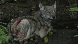 Dieser Jungwolf geriet in St. Georgen am Walde in eine Falle (Bild: Jagdkonsortium St. Georgen am Walde)