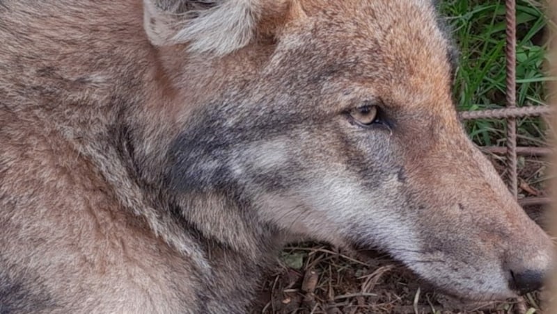 Auch dieser junge Wolf verirrte sich in eine Falle in St. Georgen am Walde (Bild: Jagdkonsortium St. Georgen am Walde)