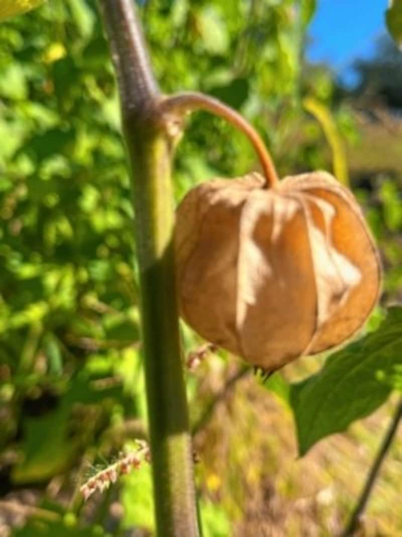 Physalis (Bild: Elisa Aschbacher)