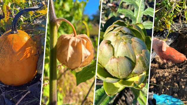 Vom Kürbis bis zur Süßkartoffel: In Hörtendorf wachsen echte Exoten! (Bild: Elisa Aschbacher)