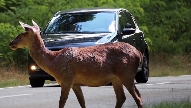 In the last five years, an average of 317 people per year were injured in wildlife accidents (symbolic image). (Bild: U. J. Alexander - stock.adobe.co)