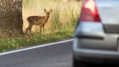 Wegen Wildwechsel kam es im Raum Völkermarkt zu einem Auffahrunfall. (Bild: dpa-Zentralbild/Patrick Pleul)