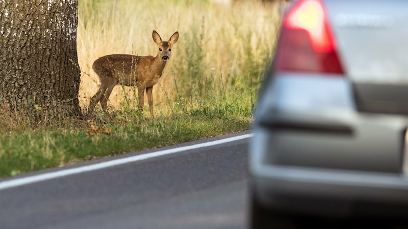 Deer are increasingly involved in wildlife accidents. According to experts, a swerving maneuver is not recommended, as this is significantly riskier than a collision. (Bild: dpa-Zentralbild/Patrick Pleul)