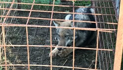 Dieser Wolf saß in der Falle direkt beim Haus des Bürgermeisters von St. Georgen am Walde (Bild: zVg)