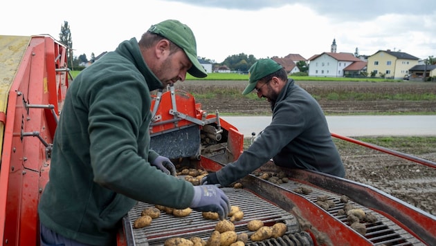 Die Kartoffelernte der Eferdinger Landl-Erdäpfel hat begonnen. (Bild: Einöder Horst)