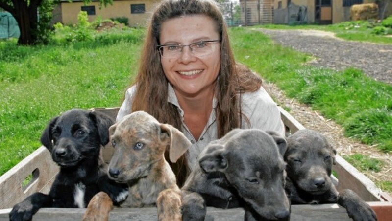 Tierärztin Claudia Herka führt dass Tierheim Parndorf mit viel Engagement. (Bild: KRONEN ZEITUNG/Klemens Groh)