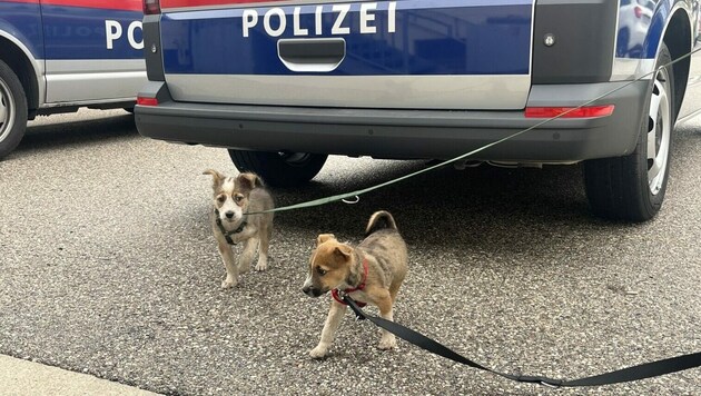 Die beiden Tiere wurden von der Polizei gerettet. (Bild: Tierhilfe Gusental)