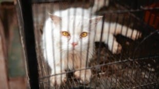 Miles de animales son maltratados y asesinados de la manera más abominable en Austria cada año.  (Imagen: Danish Khan - stock.adobe.com)