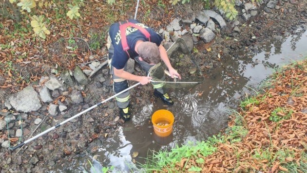 Mehr als 80 Forellen gefischt: Durch eine Bachumkehr verblieb zu wenig Wasser im Mühlbach. (Bild: Feuerwehr Ebenfurth)