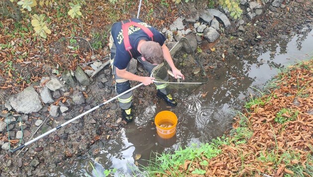 Mehr als 80 Forellen gefischt: Durch eine Bachumkehr verblieb zu wenig Wasser im Mühlbach. (Bild: Feuerwehr Ebenfurth)