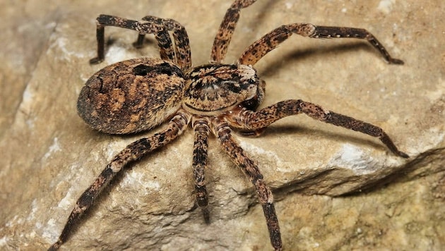 Die Nosferatu-Spinne erreicht mit ihren Laufbeinen bis zu acht Zentimeter Spannweite. Sie ist aber für uns Menschen harmlos, auch wenn sie beißt. (Bild: Christian Komposch/ÖKOTEAM)