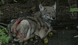Die Wölfin ging in St. Georgen am Walde zweimal in die Falle (Bild: Jagdkonsortium St. Georgen am Walde)