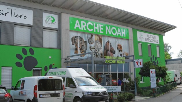 Die Welpen wurden im Tierheim Arche Noah in Graz untergebracht. (Bild: Christian Jauschowetz)