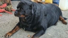 Gesundheitsschäden und Vernachlässigung: Die Rottweiler Hündin mit extremem Übergewicht wurde im Tierparadies Schabenreith abgegeben. (Bild: Tierparadies Schabenreith)