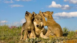 Wölfe vermehren sich in Österreich. (Bild: WWF)
