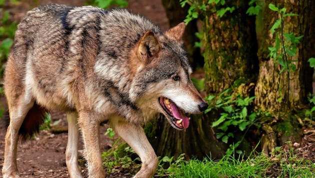 Another wolf sighting (symbolic image) makes headlines in Upper Austria. (Bild: ZVG)