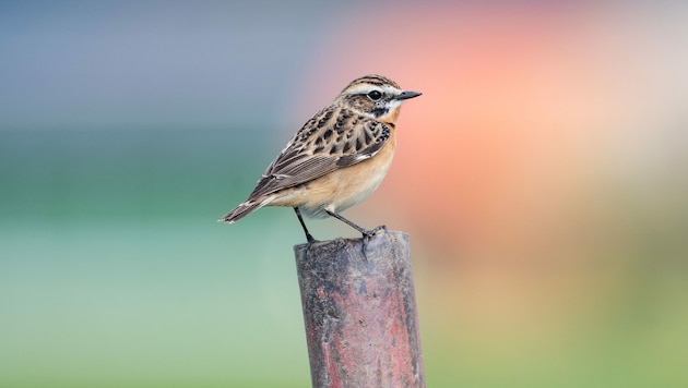 Ein Braunkehlchen (Bild: APA/BIRDLIFE/JOHANNES HOHENEGGER)