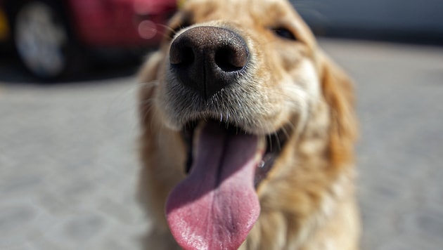 Der Mann fürchtete sich, weil der Golden Retriever bellte. (Bild: AFP)