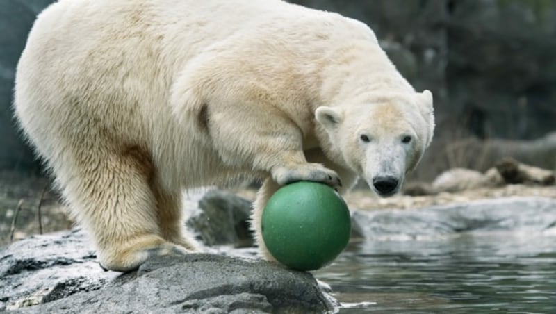 Eisbärendame „Nora“ - künftig bekommen Tiere in Schönbrunn keine Namen mehr (Bild: APA/Daniel Zupanc)