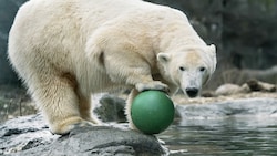 Eisbärendame „Nora“ - künftig bekommen Tiere in Schönbrunn keine Namen mehr. (Bild: APA/Daniel Zupanc)