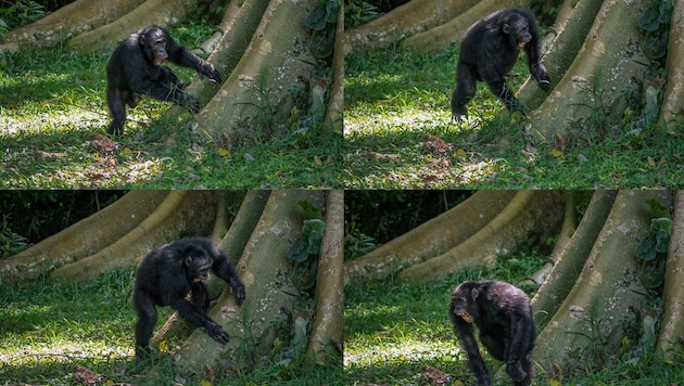 Schimpansen trommeln auf die großen Brettwurzeln von Bäumen, um über weite Strecken zu kommunizieren. (Bild: APA/univie.ac.at/Adrian Soldati)