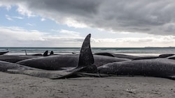 Auf den schottischen Orkney-Inseln sind Dutzende Grindwale gestrandet und verendet (Archivbild). (Bild: AFP/Tamzin Henderson)