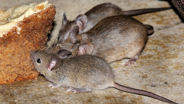 It is not known whether mice have nibbled at the doors. (Bild: Paul Broadbent)