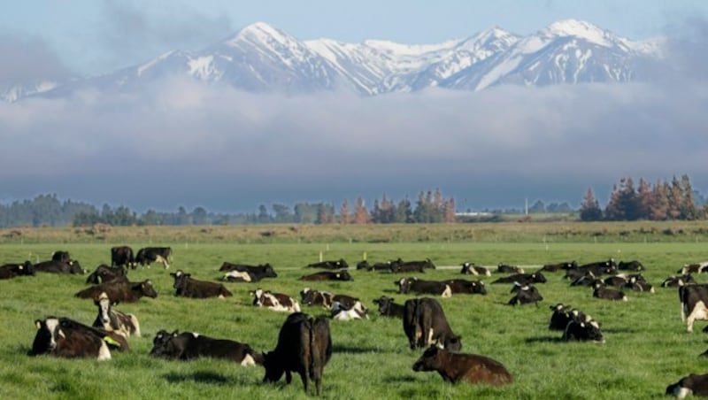 Grasen mit Aussicht: Kühe in Neuseeland verbringen die meiste Zeit im Freien. (Bild: AP)