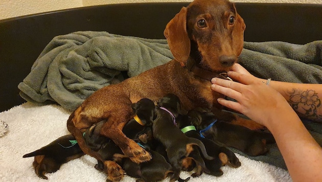 Im Tierheim Dechanthof wurden die Hunde-Mama und ihre wenige Tage alten Babys zwischenzeitlich versorgt. (Bild: TSV Hundesuche)