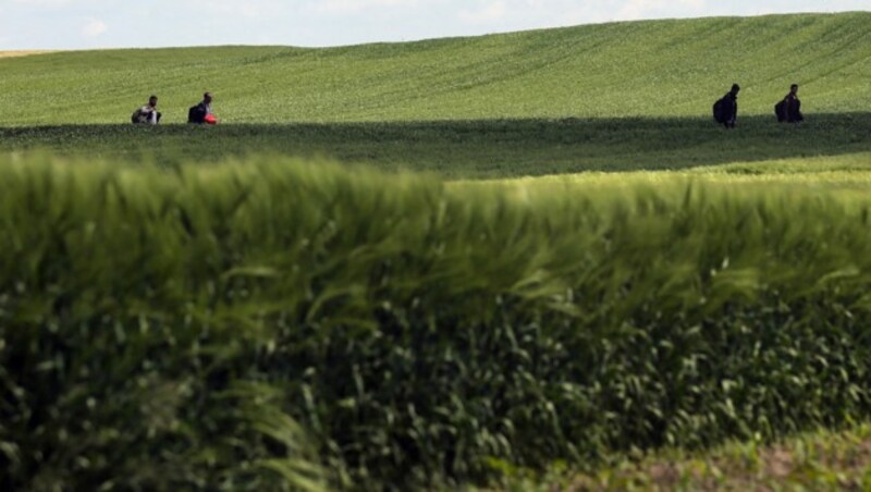 Eine Gruppe von Migranten geht durch ein Feld in der Nähe des serbischen Dorfes Majdan, nahe der Grenze zu Ungarn und Rumänien. (Bild: AFP)