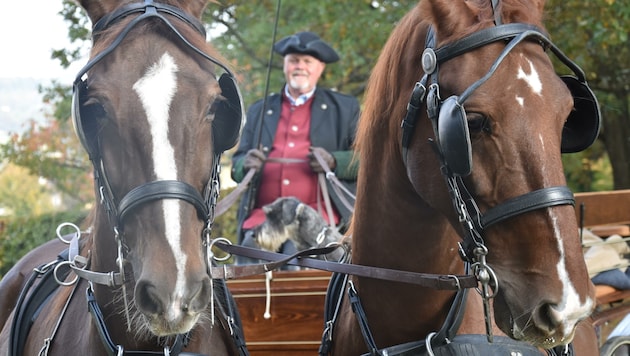 Die beiden Hengste "Sokrates" und "Havanna" zogen Rudi Allmers Kutsche durch Laubwälder, Wiesen und am Schloss Schielleiten vorbei. Auch die "Steirerkrone" ging mit auf die beliebte Schlosstour in der Oststeiermark. (Bild: Christina Koppelhuber)