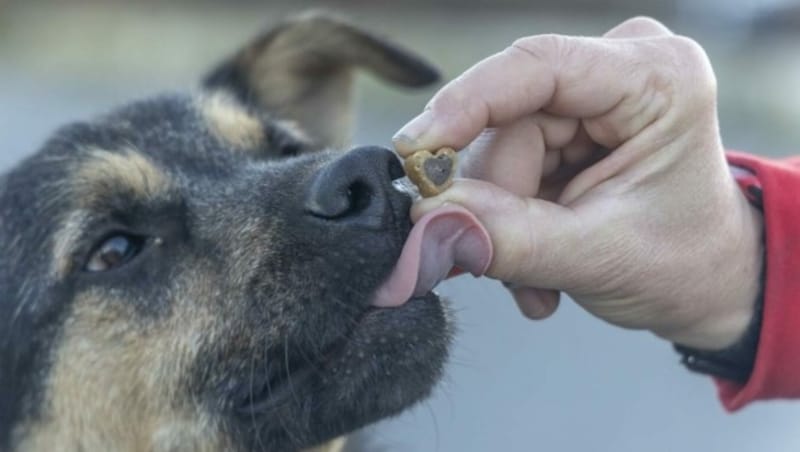 125 Hunde und Katzen konnten aus der Nähe von Donezk/Ukraine evakuiert werden. (Bild: Gut Aiderbichl)